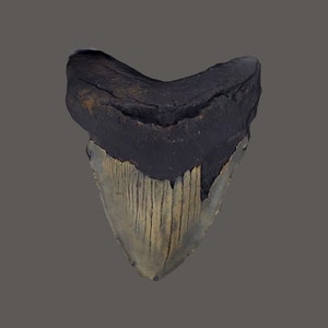Pode incluir: Um dente de tubarão fossilizado com esmalte marrom escuro e uma raiz marrom claro com nervuras.