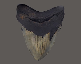 Megalodon Shark Tooth STL File | Real Prehistoric Shark Tooth Scan | Megalodon Fossil 3D Scan | 3D Printing File Scan | stl obj mtl png jpg