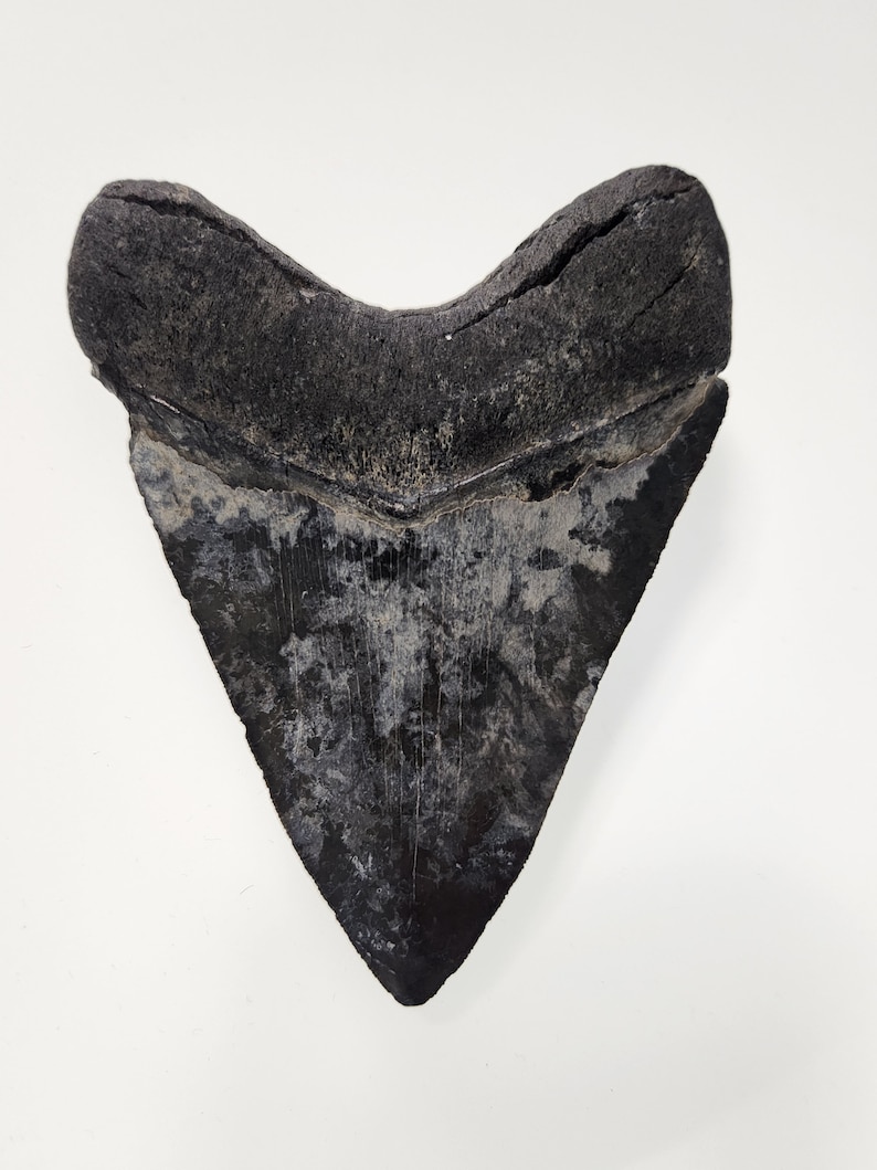 Megalodon Shark Tooth STL File | Real Prehistoric Shark Tooth Scan ...