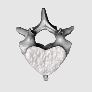 Manatee Vertebrae STL File Manatee Vertebrae 3D Scan 3D Pintable