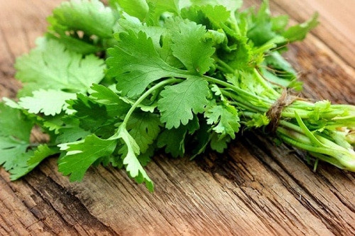 30 seed Thai Coriander Seeds Organic Garden Supplies Non Etsy