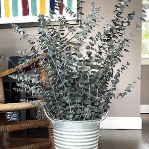 Preserved Eucalyptus Bunch | Real Eucalyptus Stems