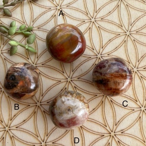 Petrified Wood Tumbles Large - Petrified Wood Stone - Petrified Wood Crystal Healing