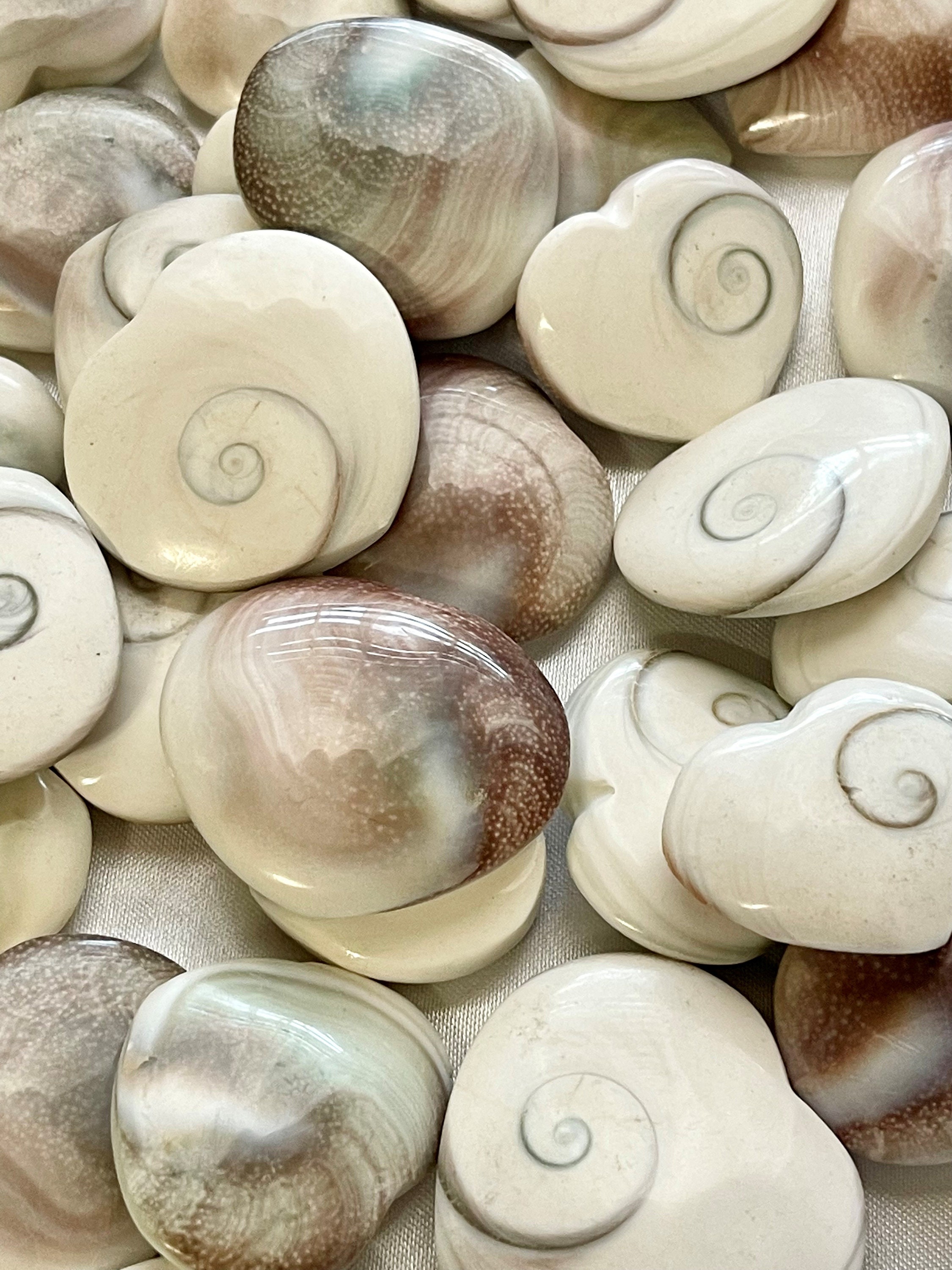 Shiva Eye Shell Beads Raw Organic Natural Fossil Domed Coin Disc Vibra –  Intrinsic Trading