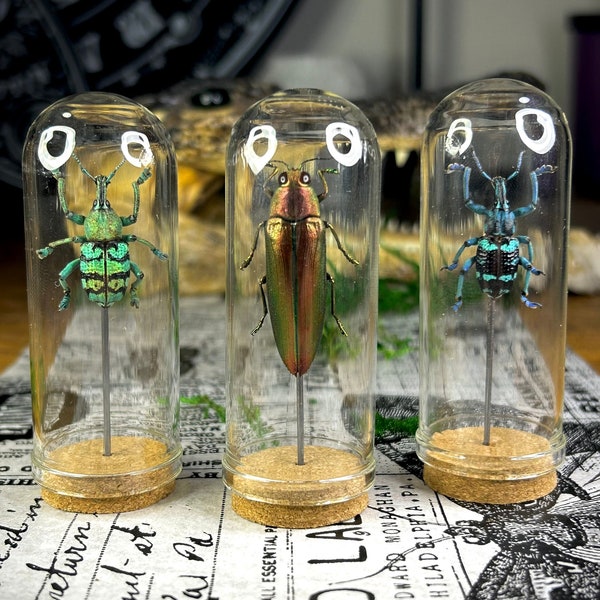 Insect Display Case Etsy