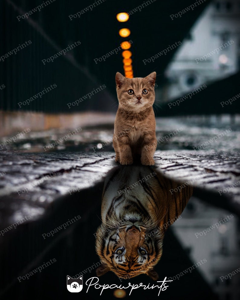 May include: A brown tabby kitten stands on a wet, gray cobblestone street, looking up at the camera. Its reflection in a puddle shows a tiger, looking up at the kitten.