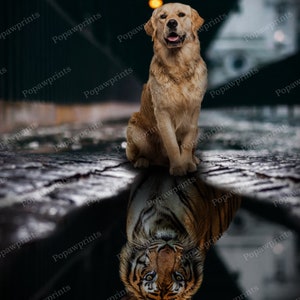 May include: A golden retriever dog sits on a wet, gray, cobblestone surface. The dog is looking directly at the camera. The dog's reflection in the water shows a tiger.