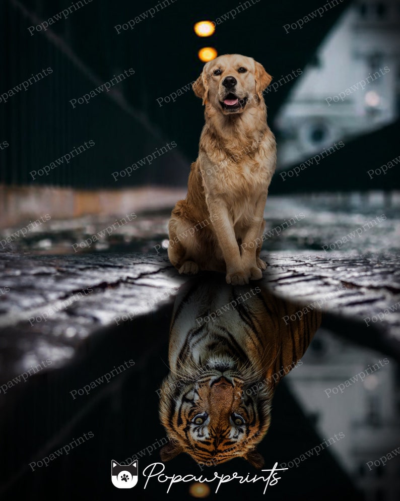 May include: A golden retriever dog sits on a wet, gray, cobblestone surface. The dog is looking directly at the camera. The dog's reflection in the water shows a tiger.