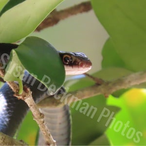 Snake, wildlife, reptile, nature, digital photo download