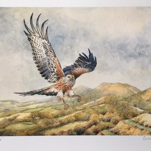 Malvern Red Kite. Signed special edition print.