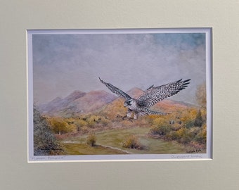 Malvern Peregrine .Signed special edition mounted print