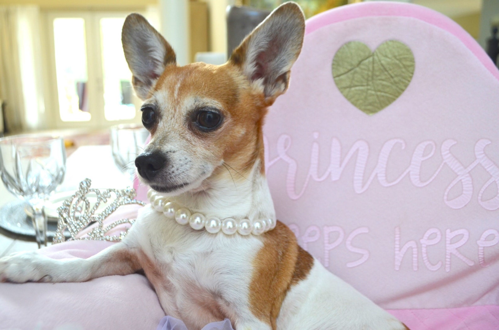 Dog Pearl Necklace Pet Pearl Collar Pet Jewelry Summer Dog - Etsy