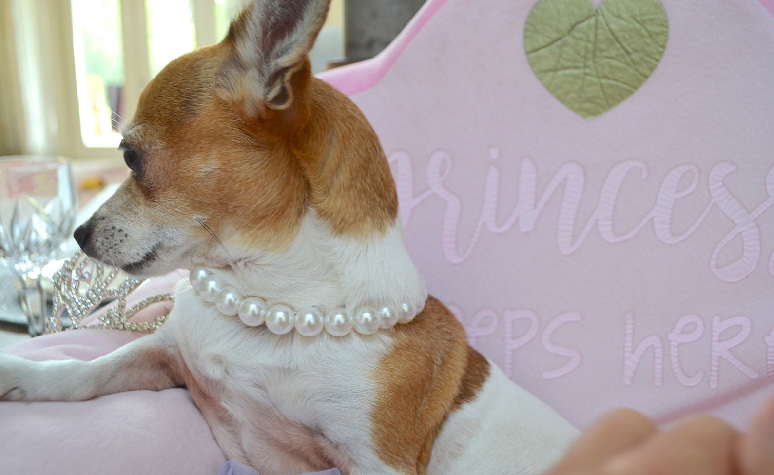 Dog Pearl Necklace Pet Pearl Collar Pet Jewelry Summer Dog - Etsy