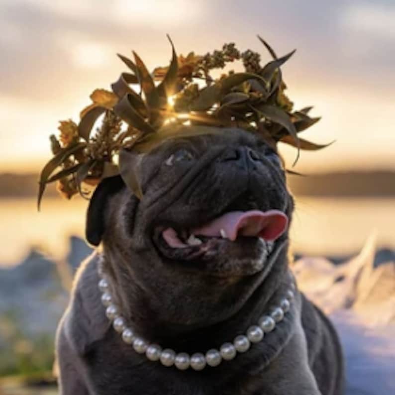 Dog Pearl Necklace Pet Pearl Collar Pet Jewelry Dog ID Tag - Etsy