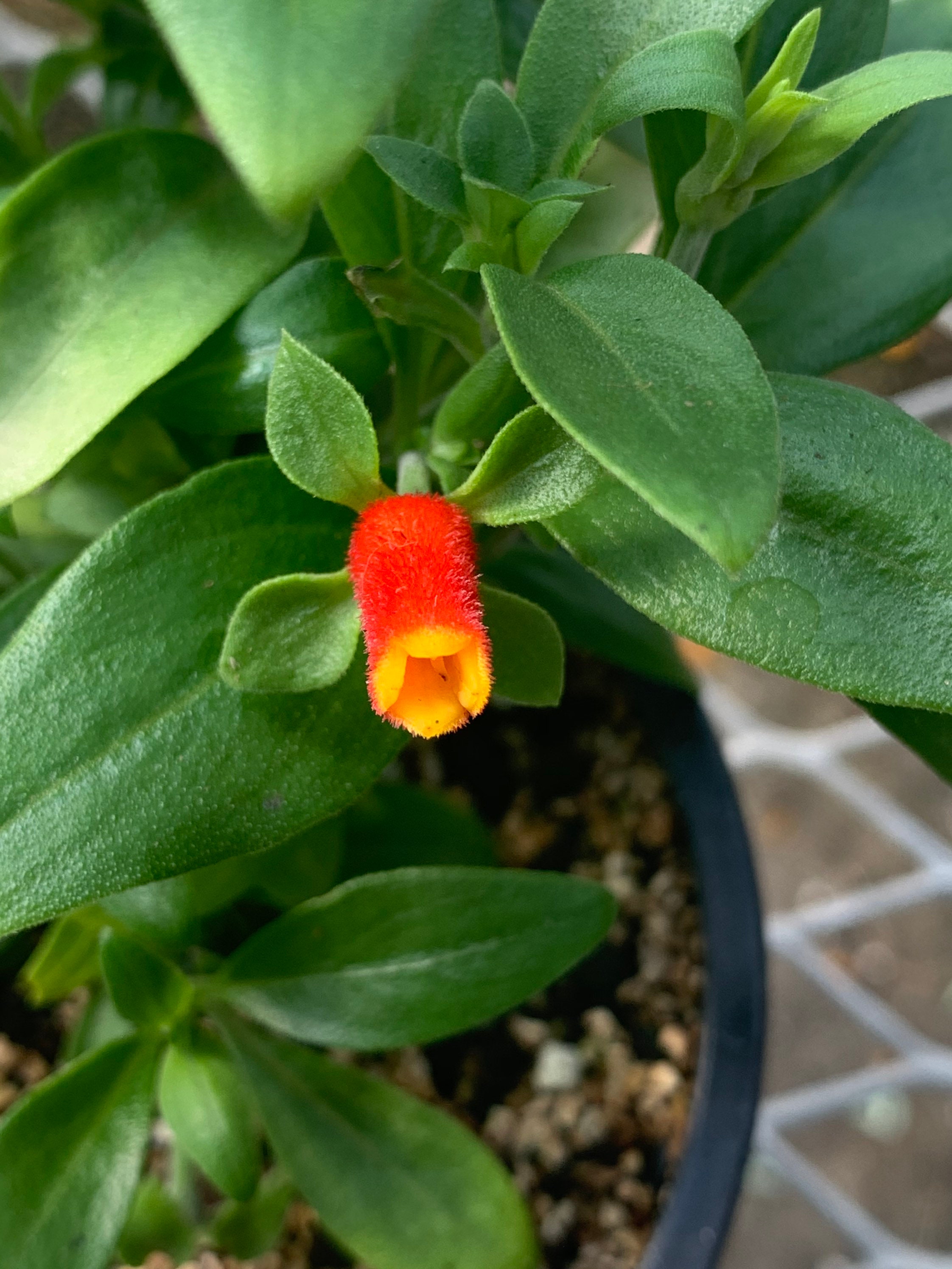 4.5 in Candy corn vine house plant Etsy