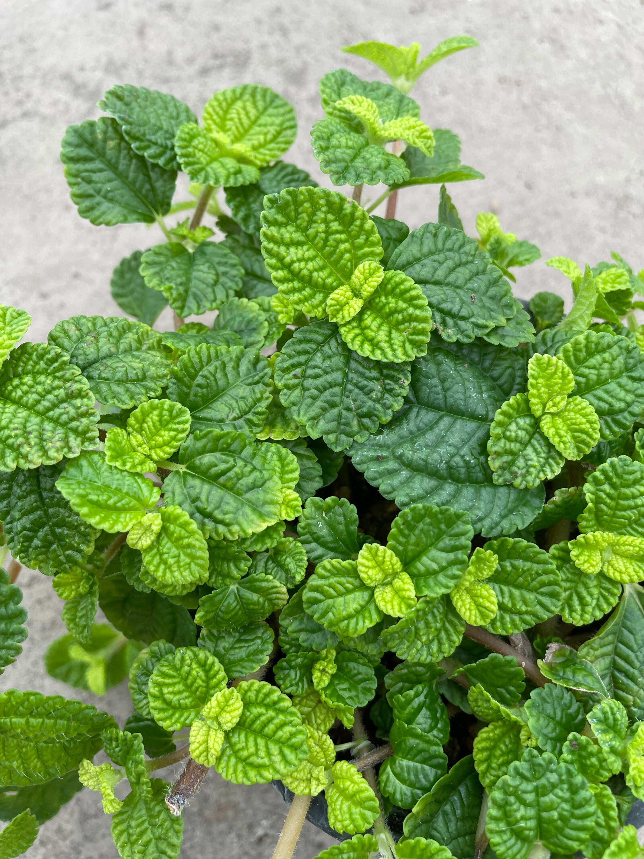 4.5 Inch Creeping Charlie Houseplant Etsy