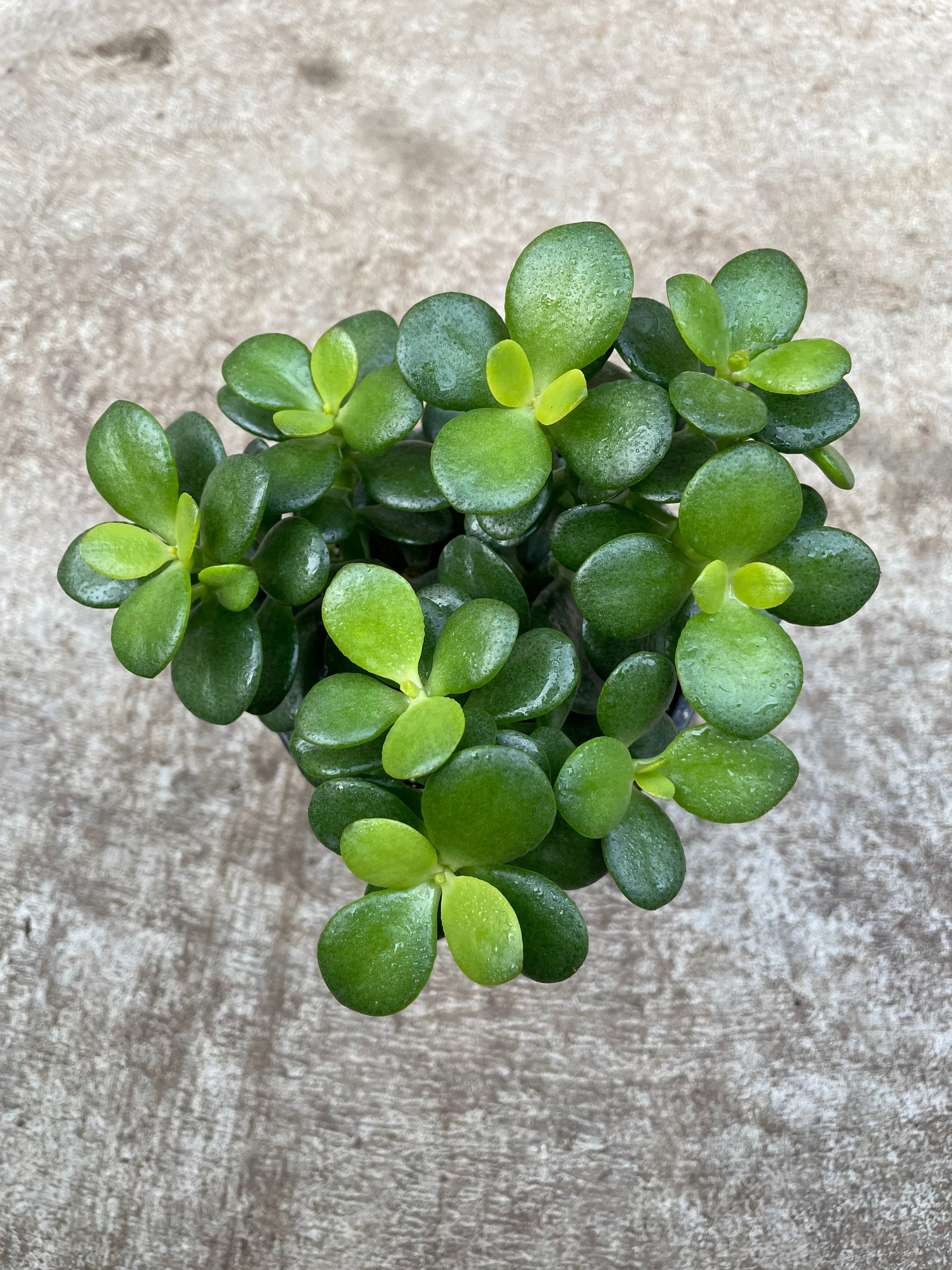 4.5 in Jade House Plant Etsy