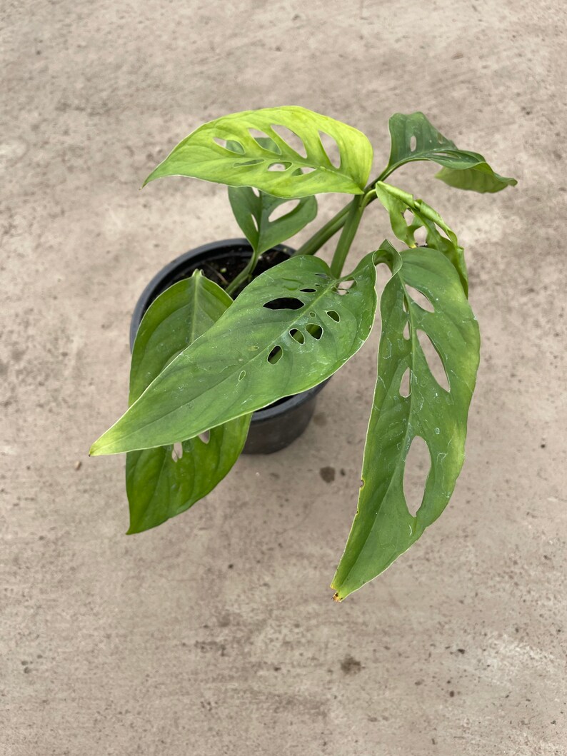 Monstera Adansonii Philodendron Swiss Cheese Houseplant 4.5 Etsy