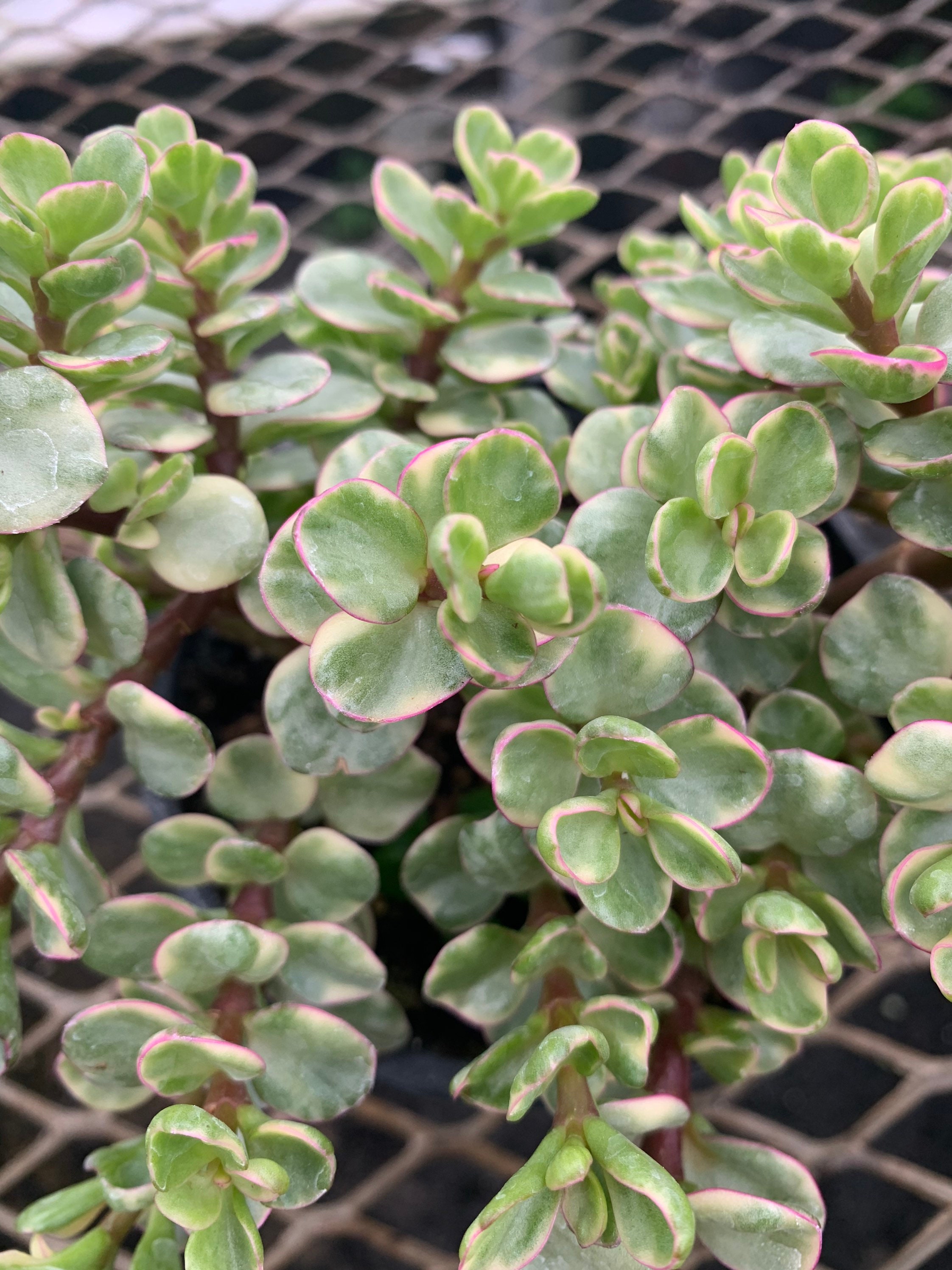 Variegated elephant jade Etsy