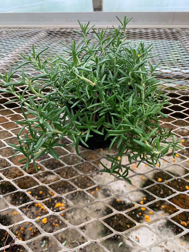 4.5 in Creeping Rosemary Etsy