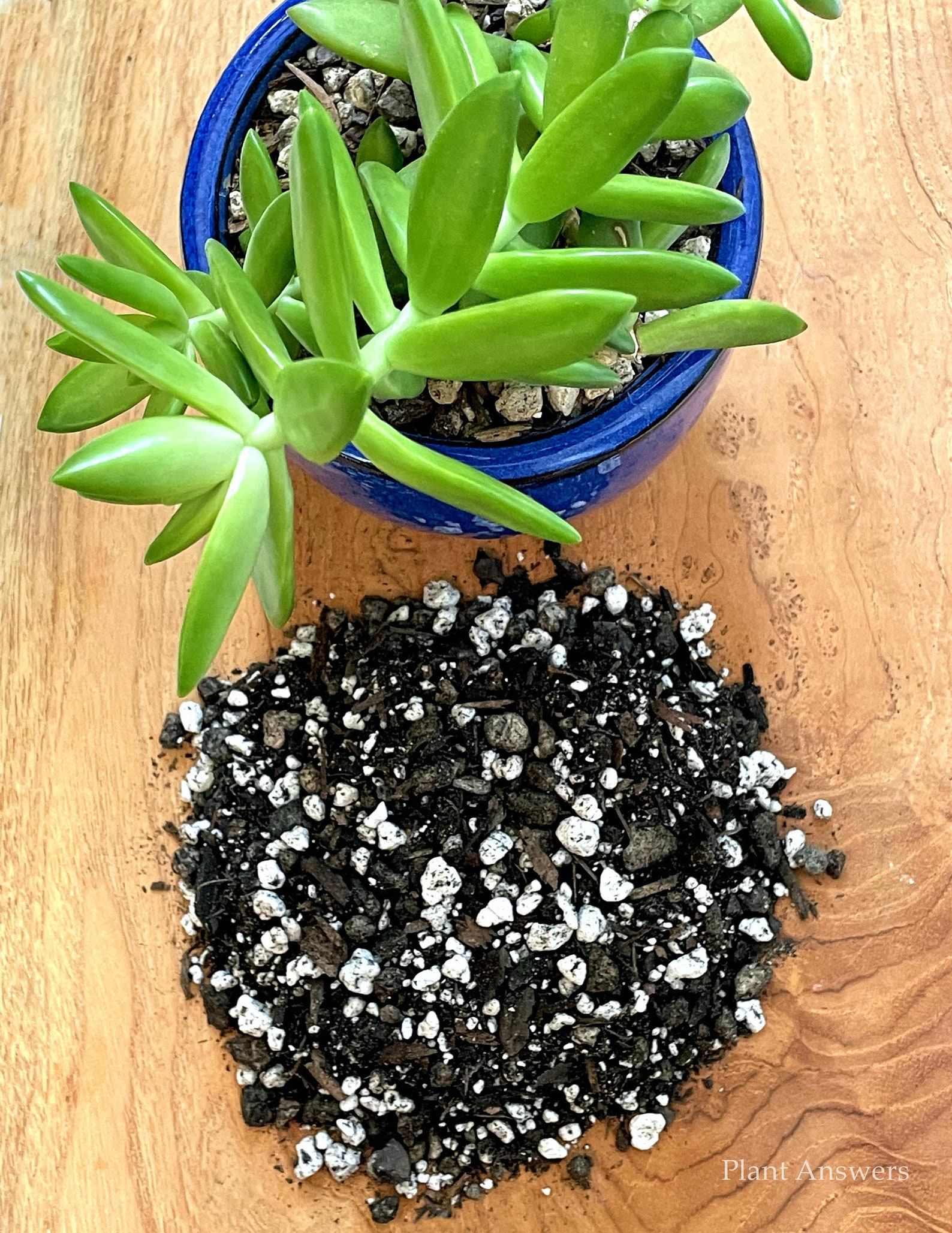 Succulent & Cactus Potting Soil Mix Ideal Premium Indoor Etsy