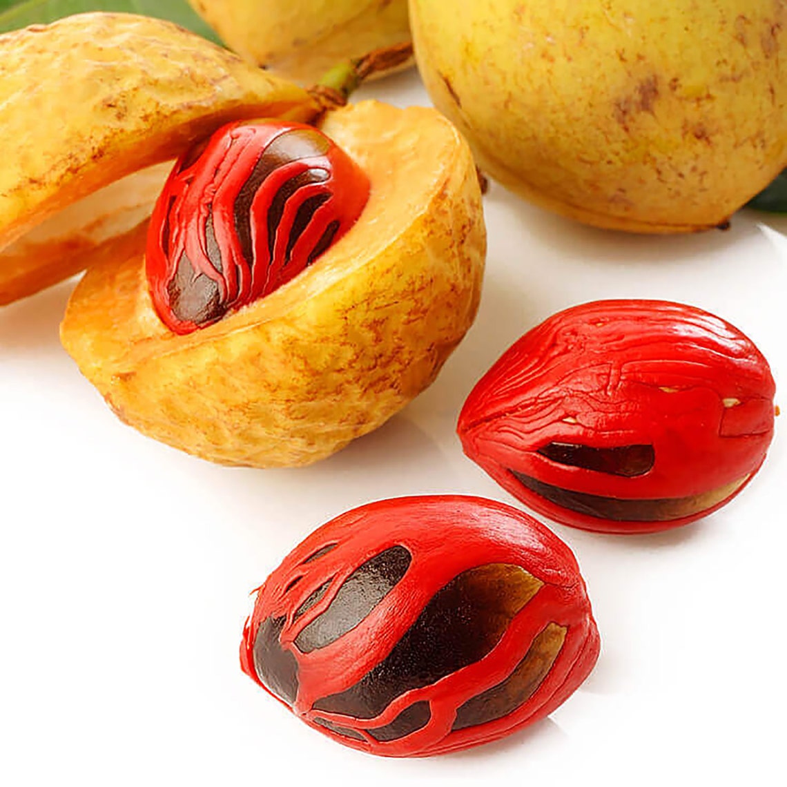 Whole Nutmeg without Shell Grade A Quality Organic Herbs & Etsy