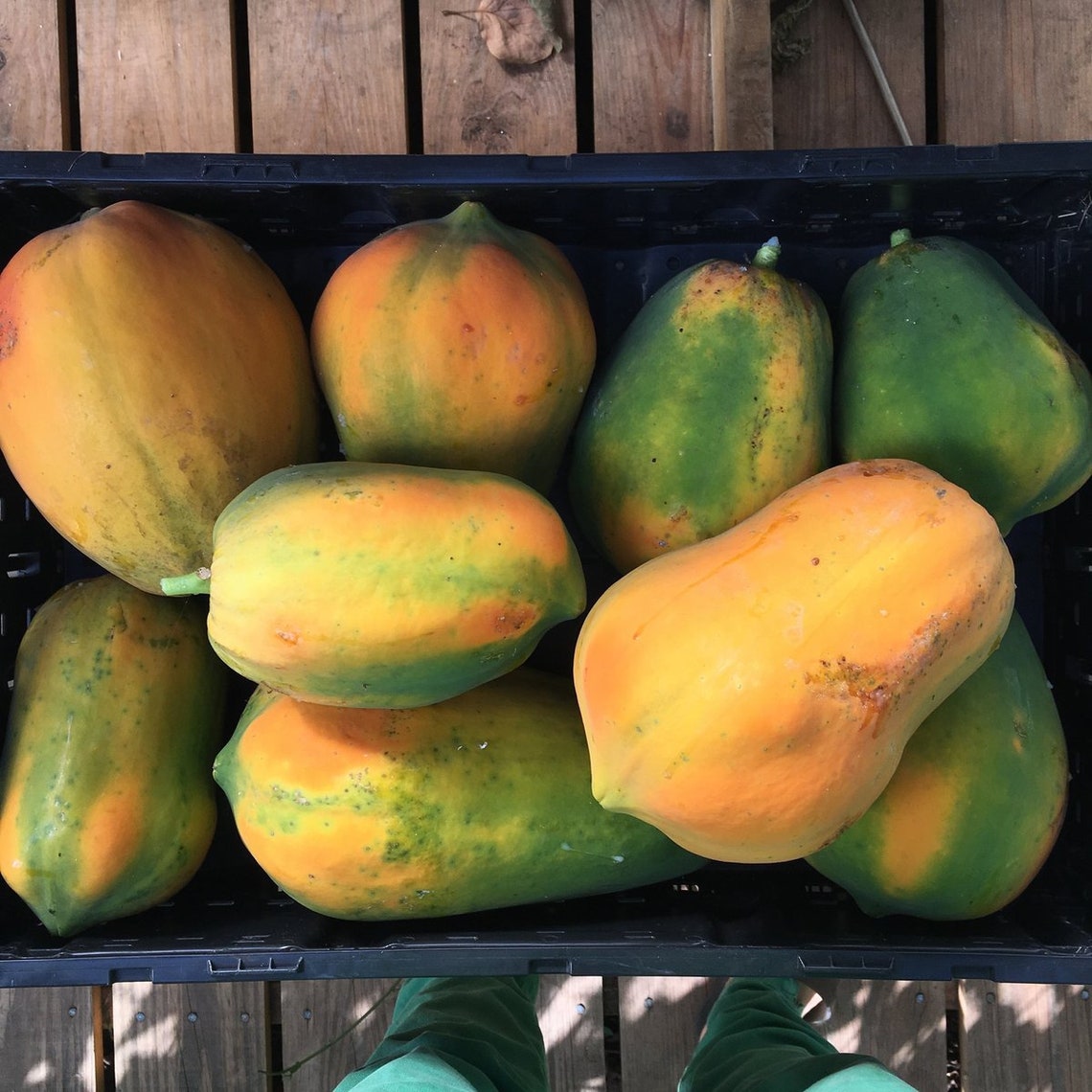 100 Red Lady Organic Dwarf Waimanalo Papaya Seeds Fruits Seeds Etsy