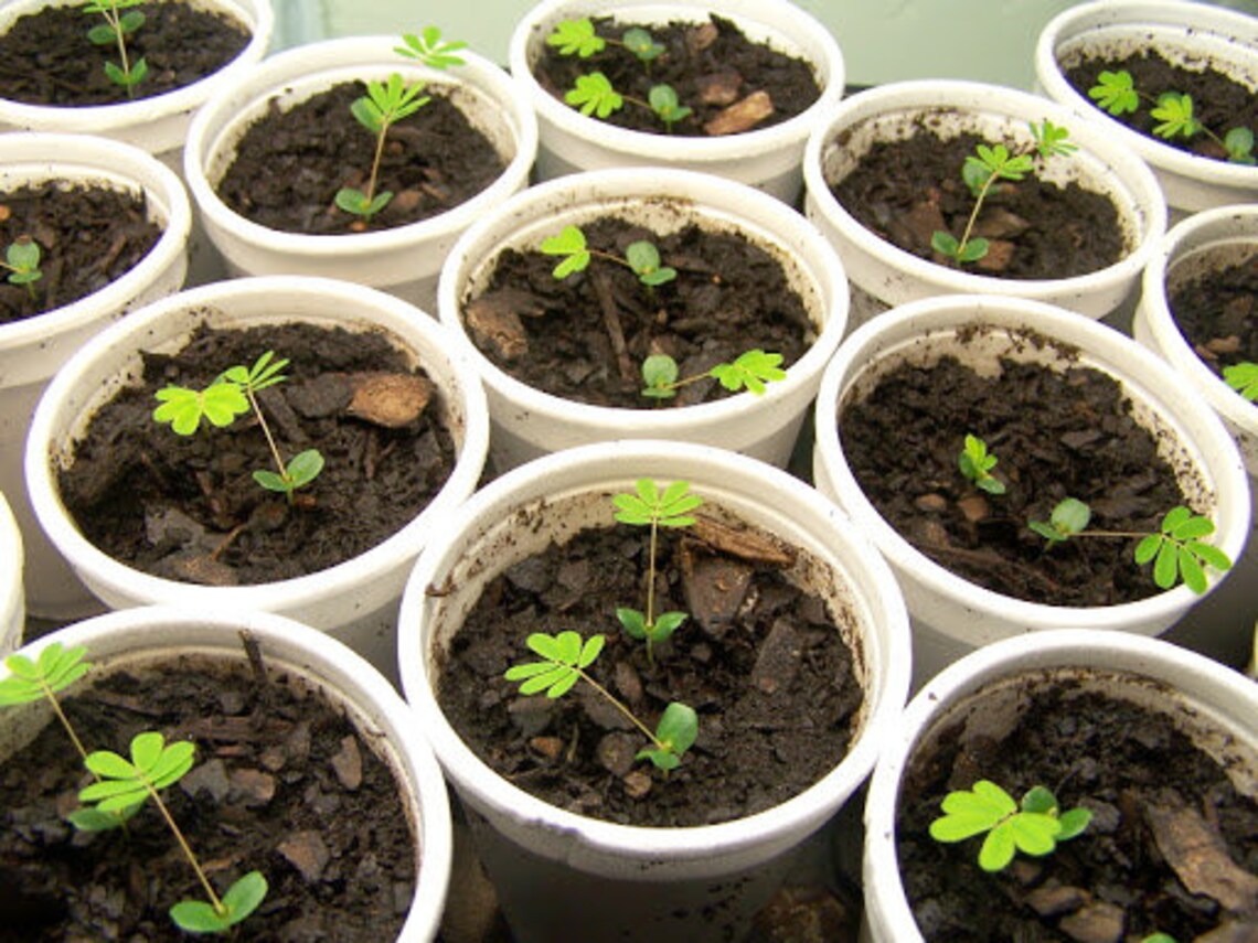 MIMOSA PUDICA SEEDS Rare Exotic Sensitive Plant Germination Etsy Ireland