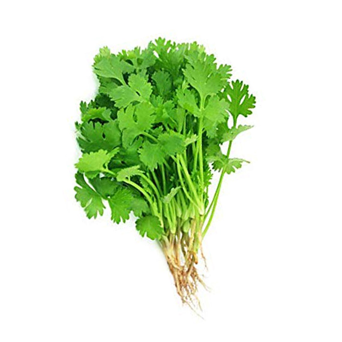 100 seeds Cilantro/Coriander Leaves Chinese parsley Etsy