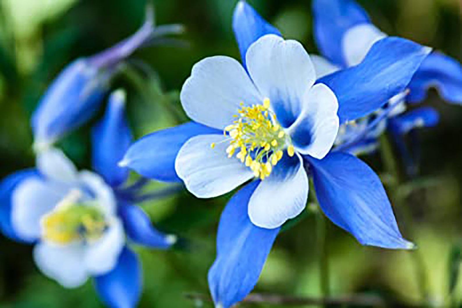 200 Blue Columbine Aquilegia Perennial Flower Seeds Non GMO Etsy