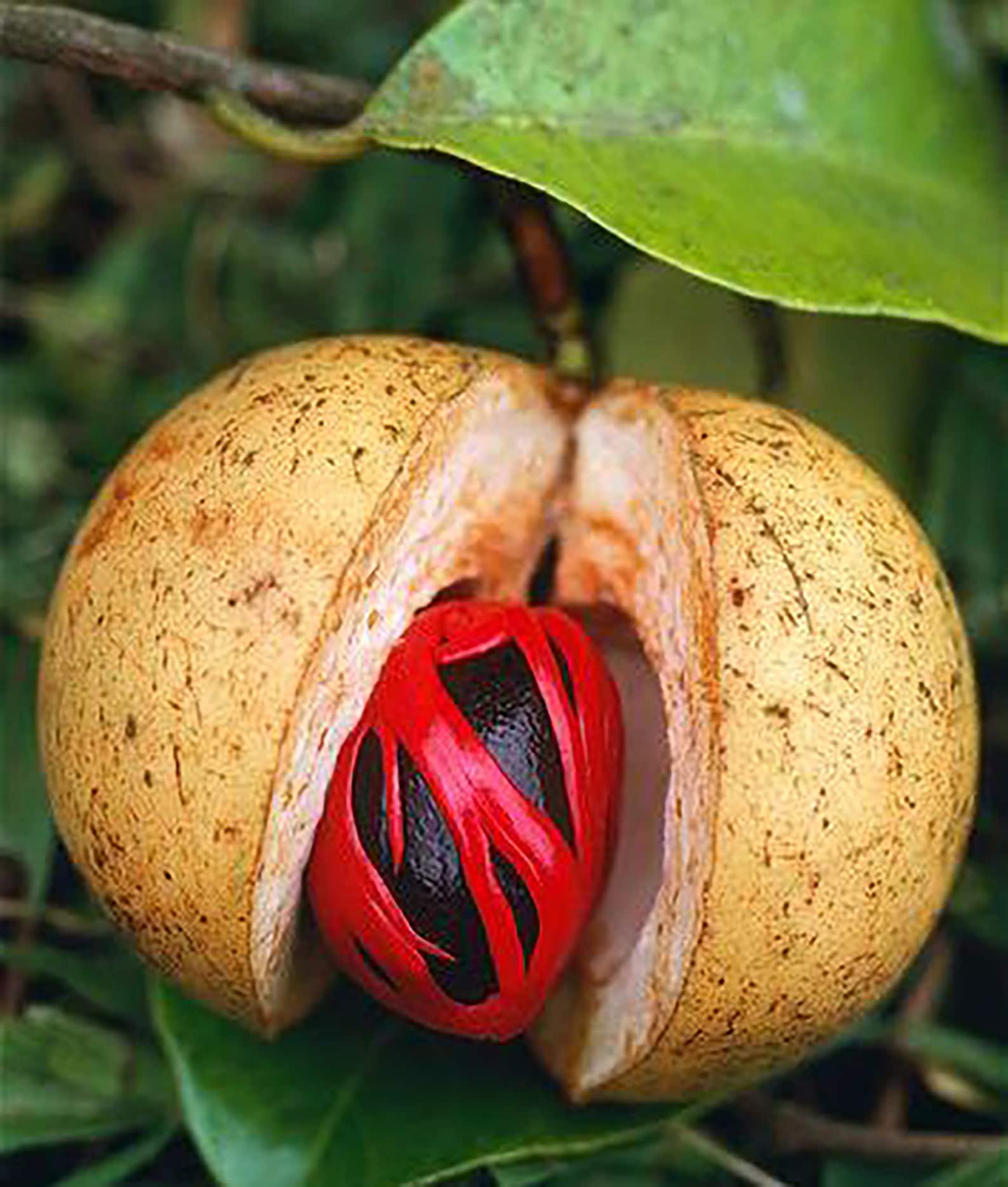 Whole Nutmeg without Shell Grade A Quality Organic Herbs & Etsy