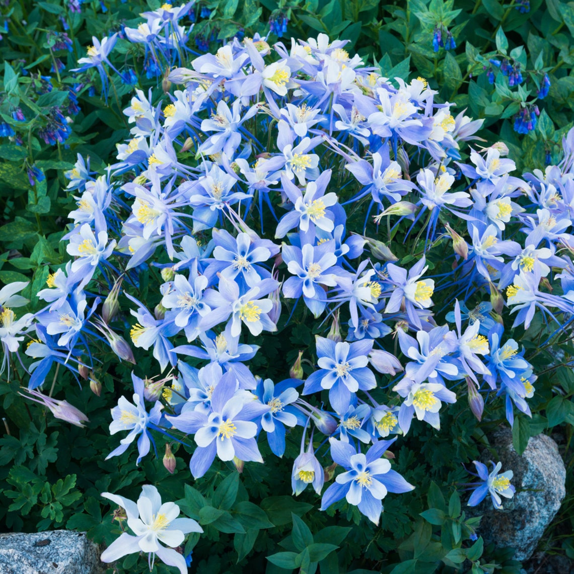 200 Blue Columbine Aquilegia Perennial Flower Seeds Non GMO Etsy