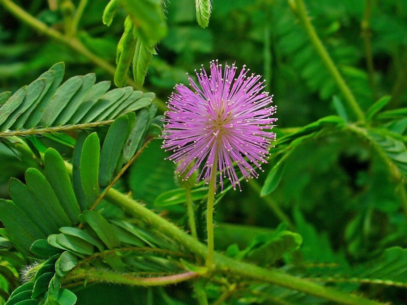 Sensitive Plant Germination Seeds Rare Exotic MIMOSA PUDICA Etsy
