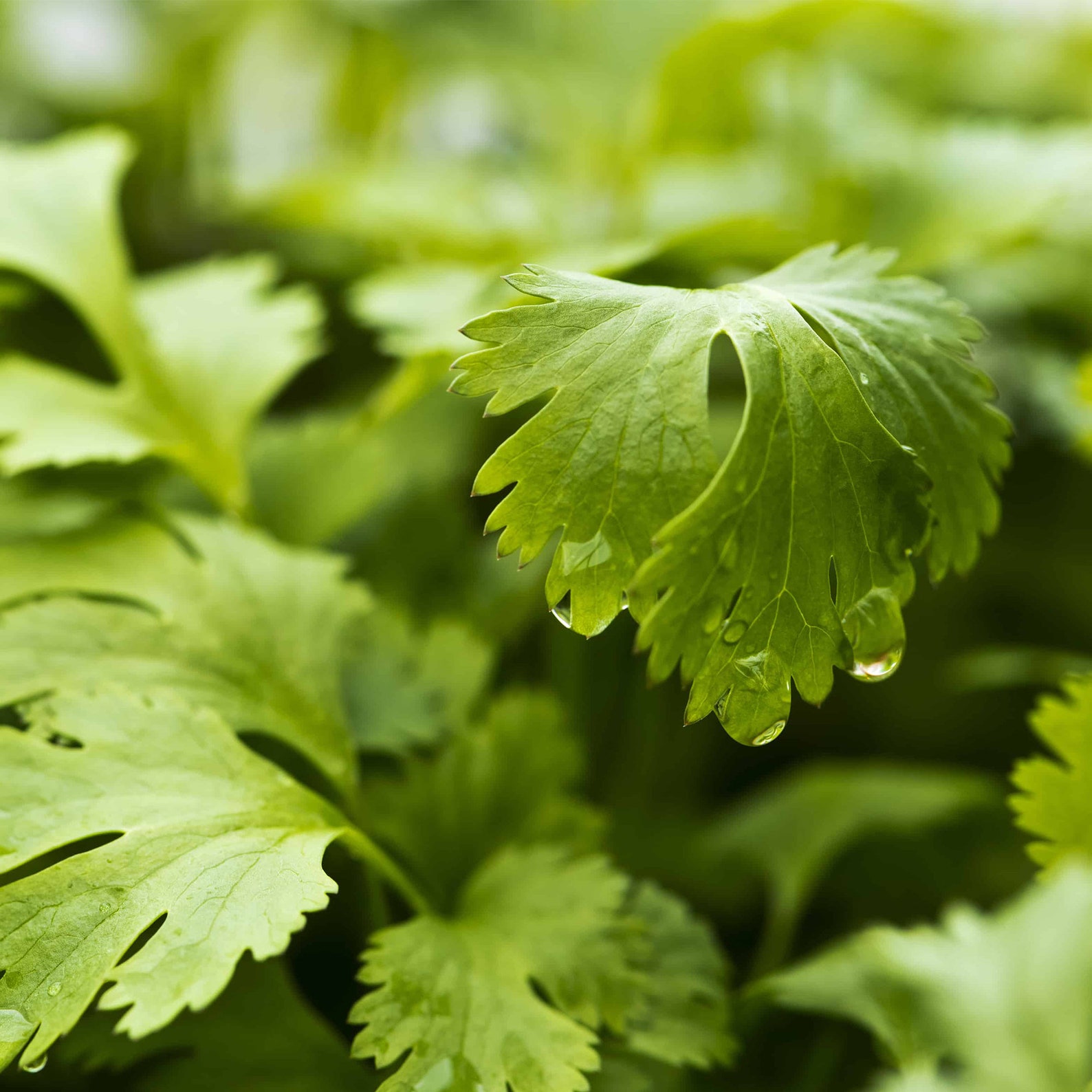 100 seeds Cilantro/Coriander Leaves Chinese parsley Etsy