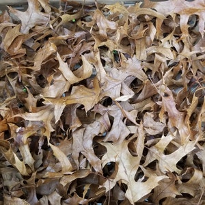Pin Oak Leaf Litter for Isopods and Bioactives, Dried hand sorted leaves for micro fauna, millipedes & springtails, Best all around litter!!