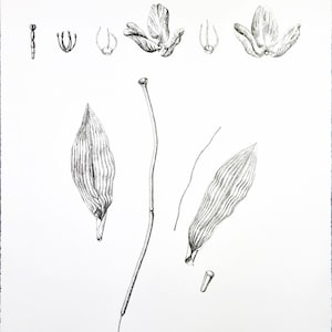 May include: A black and white line drawing of a tulip flower, showing the different parts of the flower, including the petals, stamen, and pistil. The drawing also includes the leaves and stem of the tulip. The text "Tulip made in China" is printed at the bottom of the page.