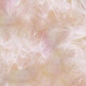 K&ouml;nnte beinhalten: Nahaufnahme eines weichen, wei&szlig;en Federboas. Die Federn sind flauschig und zart und erzeugen eine luxuri&ouml;se und elegante Textur.