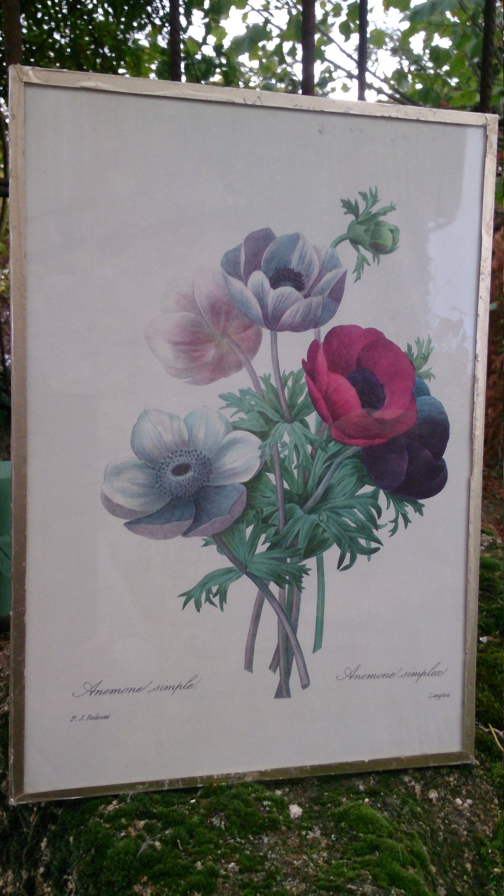 Reproduction d'image Botanique Le Redouté - Vintage Anemones