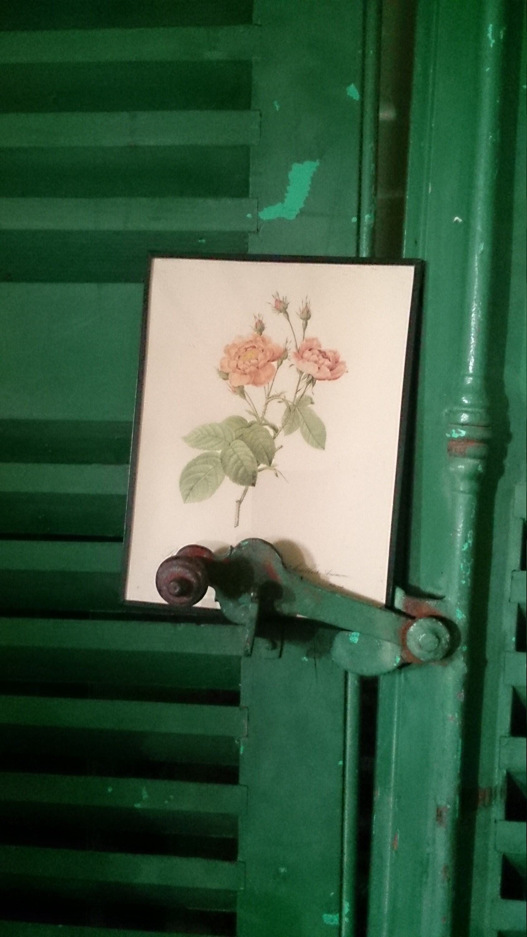 Image de Fleurs - Roses 1940/60 Vintage Flower Print