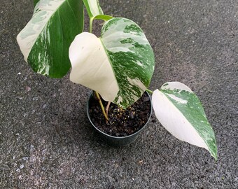 Monstera Deliciosa Variegated Etsy