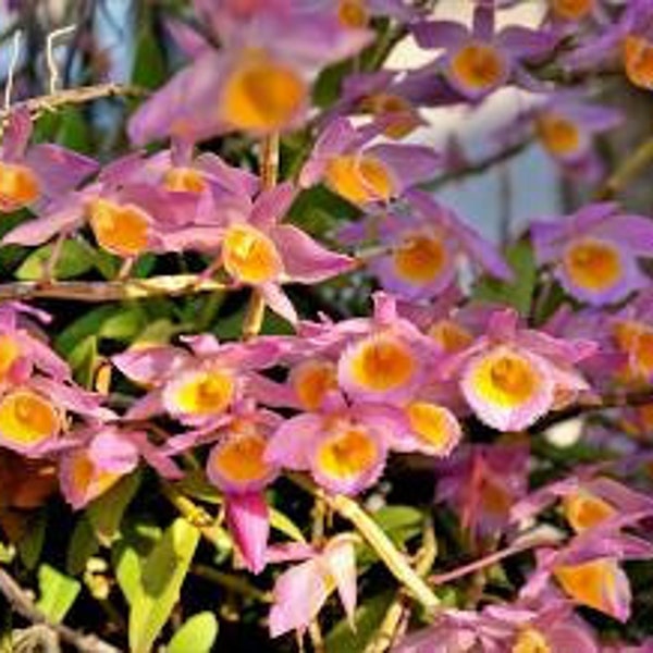 Dendrobium lodigessii species orchid. Long lasting highly fragrant flowers!