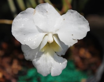 Vanda teres alba orchid plant. Blooming size plants! rare find