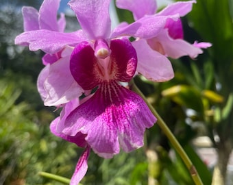 Miss Joaquim vanda orchid plant. Blooming size!!!