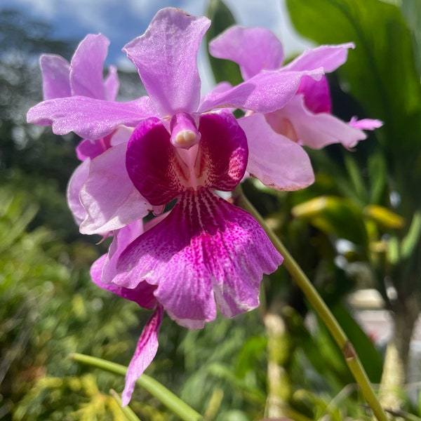 Miss Joaquim vanda orchid plant. Blooming size!!!