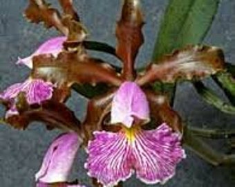 Cattleya schilleriana species orchid. Highly fragrant flowers!!!