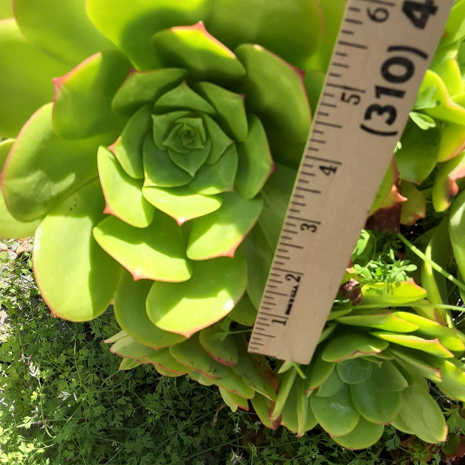 Irish Rose Succulents Assorted Sizes Etsy