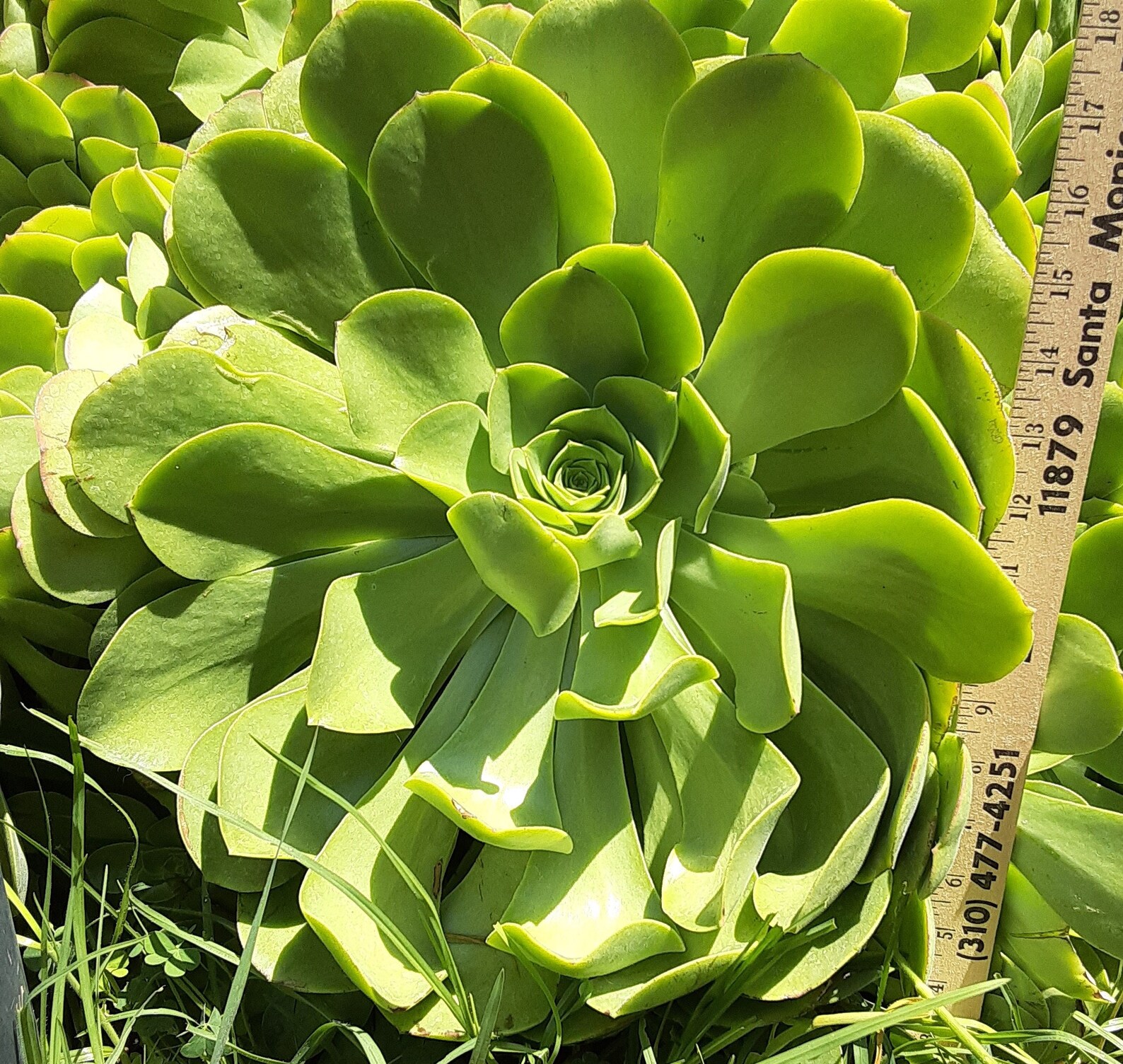 Irish Rose Succulents Assorted Sizes Etsy