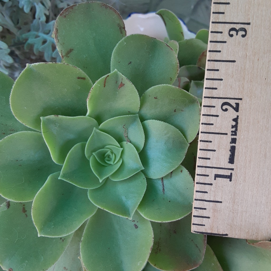 Irish Rose succulents Assorted Sizes Etsy