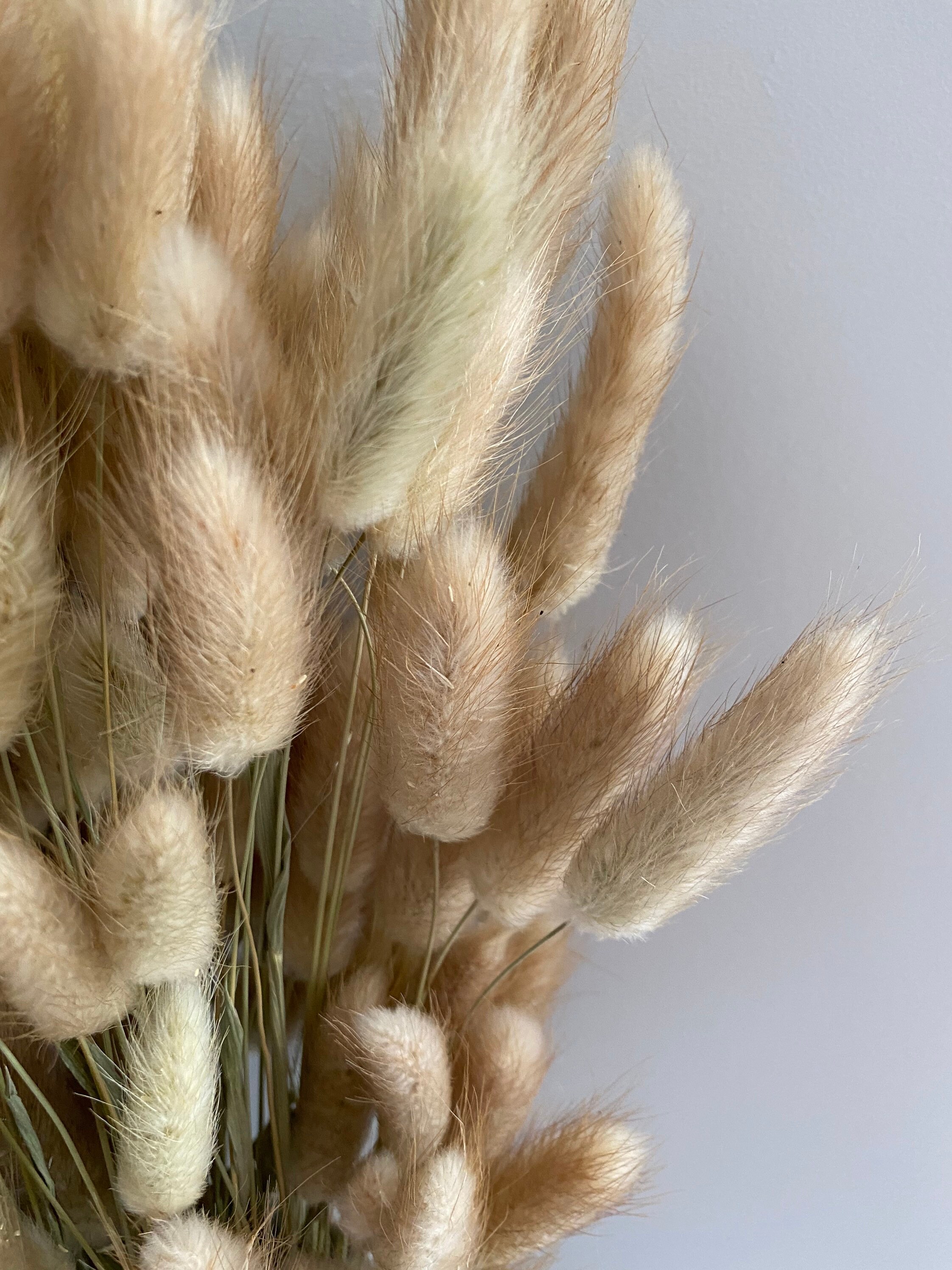 Natural Bunny Tails Etsy