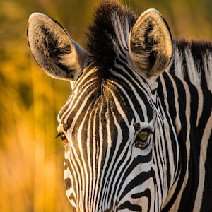 Zebra Portrait, Zebra Wall Art, African Animal Photography, Photo Print, Gallery Wrap Canvas, Metal Print, Wall Decor